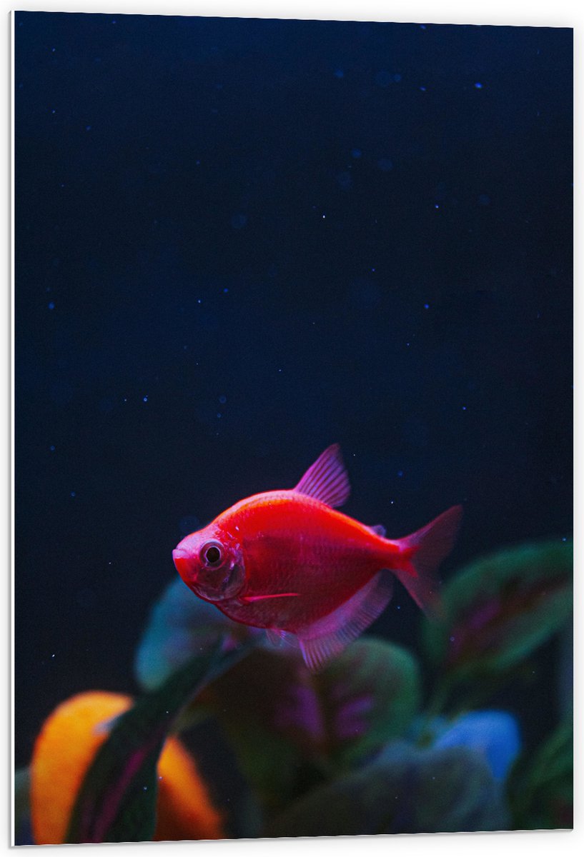 PVC Schuimplaat- Rode Vis in Aquarium - 60x90 cm Foto op PVC Schuimplaat