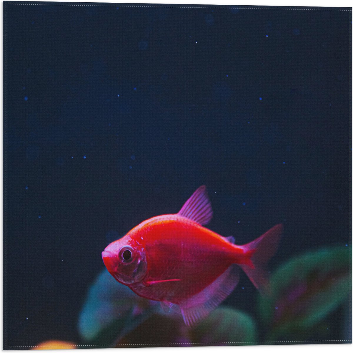 Vlag - Rode Vis in Aquarium - 50x50 cm Foto op Polyester Vlag