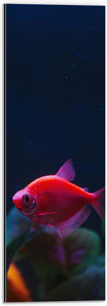 Dibond - Rode Vis in Aquarium - 20x60 cm Foto op Aluminium (Wanddecoratie van metaal)