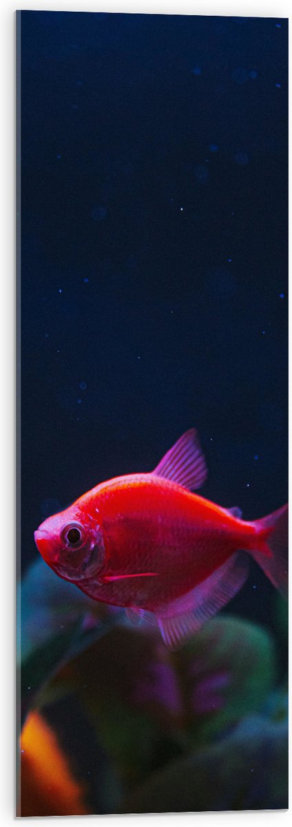 Acrylglas - Rode Vis in Aquarium - 30x90 cm Foto op Acrylglas (Met Ophangsysteem)