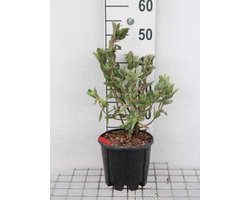Cistus x pulverulentus - Rotsroos 20 - 25 cm in pot
