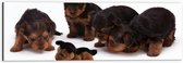 WallClassics - Dibond - Vier Bruin met Zwarte Puppy's bij Soortgenoot Knuffel - 60x20 cm Foto op Aluminium (Met Ophangsysteem)
