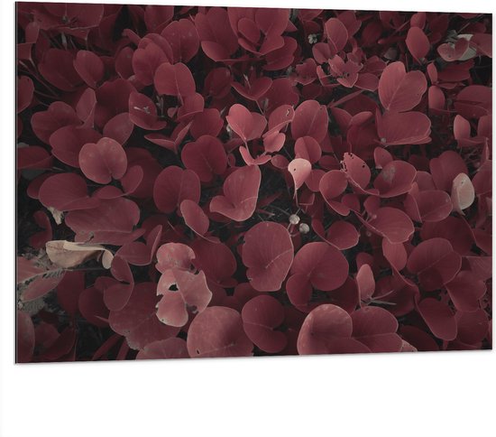 Dibond - Struik van Rode Bladeren - 100x75 cm Foto op Aluminium (Wanddecoratie van metaal)
