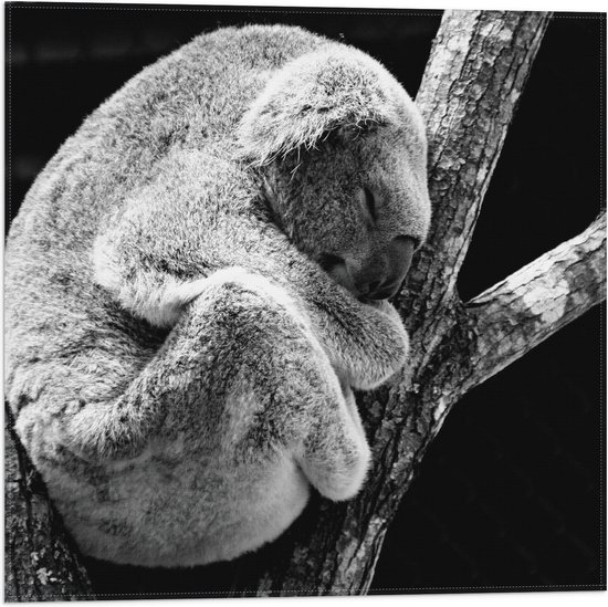 WallClassics - Vlag - Slapende Koala op Houten Tak (Zwart- wit) - 50x50 cm Foto op Polyester Vlag