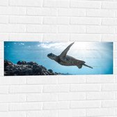 WallClassics - Muursticker - Tropische Zeeschildpad onder het Wateroppervlak - 90x30 cm Foto op Muursticker