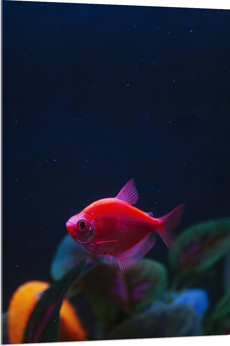 Acrylglas - Rode Vis in Aquarium - 80x120 cm Foto op Acrylglas (Met Ophangsysteem)