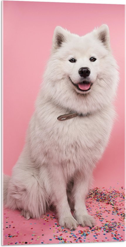 WallClassics - Acrylglas - Portret van Witte Hond tegen Roze Achtergrond met Confetti - 50x100 cm Foto op Acrylglas (Wanddecoratie op Acrylaat)
