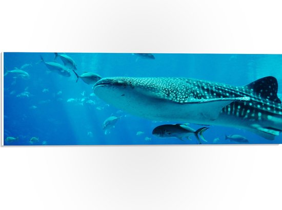 PVC Schuimplaat- Walvis Zwemmend met Kleine Vissen in de Zee - 60x20 cm Foto op PVC Schuimplaat