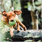 Poster Glanzend – Spelende Hond met Bal bij Boomstam in Bos - 80x80 cm Foto op Posterpapier met Glanzende Afwerking