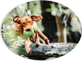 PVC Schuimplaat Ovaal - Spelende Hond met Bal bij Boomstam in Bos - 56x42 cm Foto op Ovaal (Met Ophangsysteem)