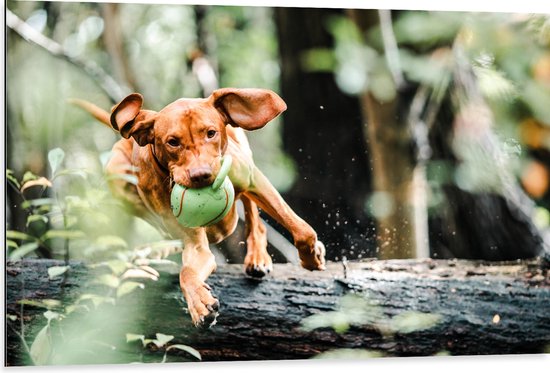 Dibond - Spelende Hond met Bal bij Boomstam in Bos - 105x70 cm Foto op Aluminium (Met Ophangsysteem)