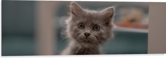 WallClassics - Dibond - Aankijkende Kitten in Camera - 120x40 cm Foto op Aluminium (Met Ophangsysteem)