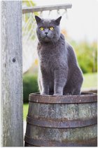 WallClassics - Poster Glanzend – Grijze Kat met Gele Ogen op Houten Ton - 50x75 cm Foto op Posterpapier met Glanzende Afwerking