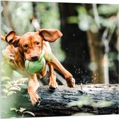 Acrylglas - Spelende Hond met Bal bij Boomstam in Bos - 100x100 cm Foto op Acrylglas (Met Ophangsysteem)