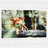 Muursticker - Spelende Hond met Bal bij Boomstam in Bos - 60x40 cm Foto op Muursticker