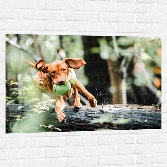 Muursticker - Spelende Hond met Bal bij Boomstam in Bos - 105x70 cm Foto op Muursticker