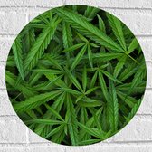 Muursticker Cirkel - Bovenaanzicht van Cannabis Planten - 40x40 cm Foto op Muursticker