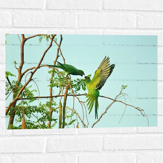 WallClassics - Muursticker - Perroquets verts sur branches vertes - Photo 60x40 cm sur Muursticker
