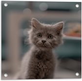 WallClassics - Tuinposter – Aankijkende Kitten in Camera - 50x50 cm Foto op Tuinposter (wanddecoratie voor buiten en binnen)