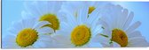 WallClassics - Dibond - Groep Witte Madeliefen - 90x30 cm Foto op Aluminium (Met Ophangsysteem)