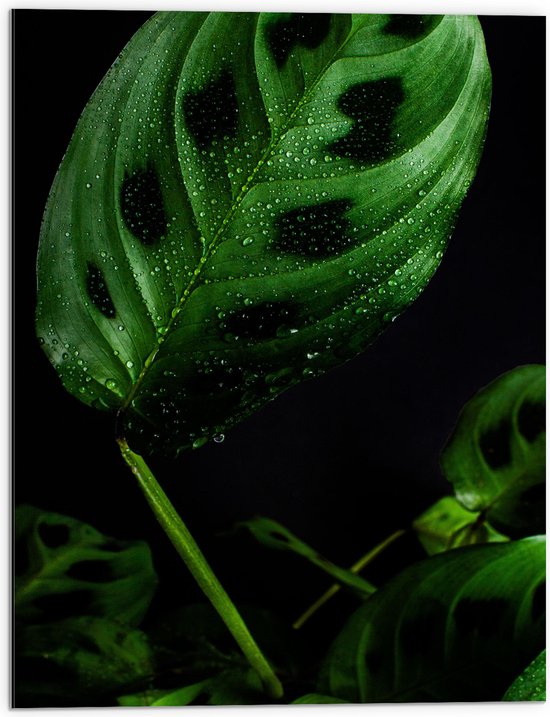 WallClassics - Dibond - Groene Plant met Donkere Vlekken - 60x80 cm Foto op Aluminium (Met Ophangsysteem)