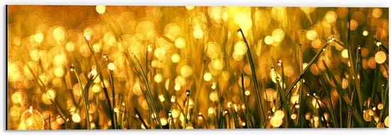 Dibond - Gras met Gouden Waterdruppels - 60x20 cm Foto op Aluminium (Wanddecoratie van metaal)