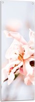 WallClassics - Tuinposter – Lichtroze Stermagnolia Bloem in Witte Ruimte - 40x120 cm Foto op Tuinposter (wanddecoratie voor buiten en binnen)