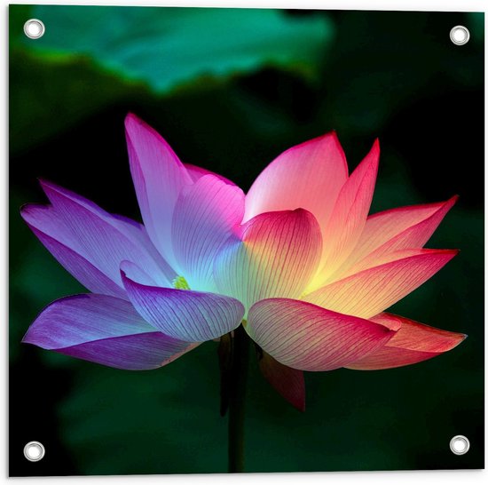 WallClassics - Poster de jardin - Vue latérale d'une fleur de lotus rose entre les feuilles - 50x50 cm Photo sur Poster de jardin (décoration murale pour l'extérieur et l'intérieur)
