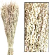 Droogbloemen bundel 'Star grass' - ↑50 cm