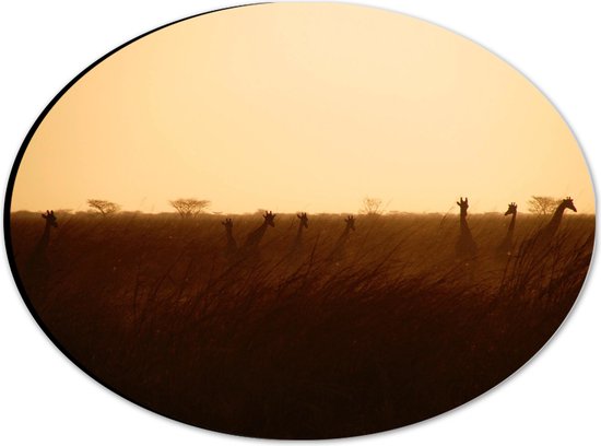 Dibond Ovaal - Giraffen op de Savanne tijdens Zonsopkomst - 28x21 cm Foto op Ovaal (Met Ophangsysteem)