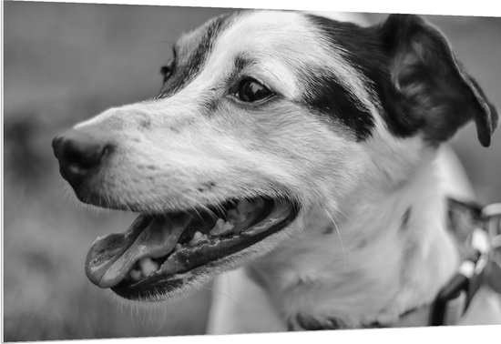 PVC Schuimplaat- Opzijkijkende Hijgende Hond (Zwart- wit) - 150x100 cm Foto op PVC Schuimplaat