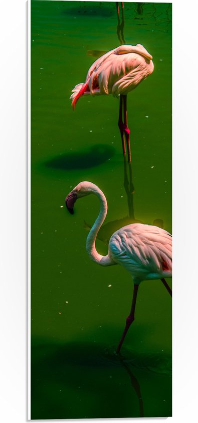 PVC Schuimplaat- Groepje Flamingo's Staand in Groenkleurig Water - 20x60 cm Foto op PVC Schuimplaat