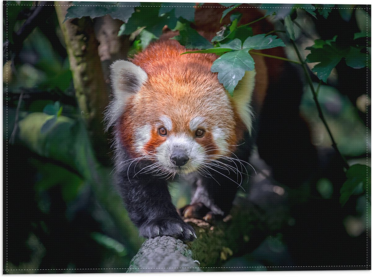 Vlag - Sluipende Rode Panda op Smalle Boomstam - 40x30 cm Foto op Polyester Vlag