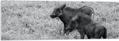 Acrylglas - Duo Zwijntjes in Graslandschap (Zwart- wit) - 120x40 cm Foto op Acrylglas (Wanddecoratie op Acrylaat)