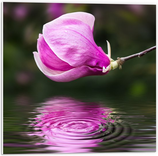Download Mooie Roze Magnolia Bloem in de Lente PNGs online op Creative