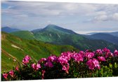 Acrylglas - Groepje Roze Bloemen op Top van Berg in Berglandschap - 150x100 cm Foto op Acrylglas (Met Ophangsysteem)