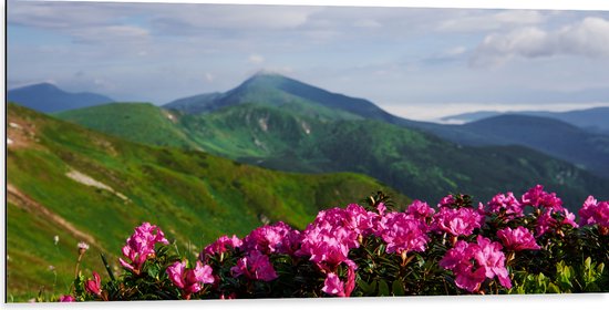 Dibond - Groepje Roze Bloemen op Top van Berg in Berglandschap - 100x50 cm Foto op Aluminium (Met Ophangsysteem)