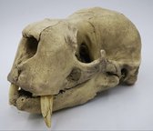 Preparatenshop replica cast schedel baby walrus