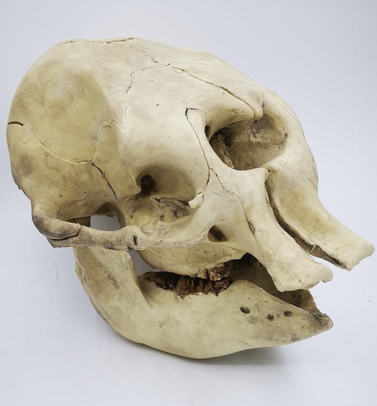 Preparatenshop replica cast schedel baby olifant
