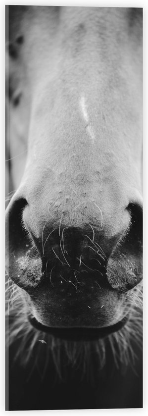 Acrylglas - Paard met Haren op Snuit (Zwart- wit) - 20x60 cm Foto op Acrylglas (Wanddecoratie op Acrylaat)