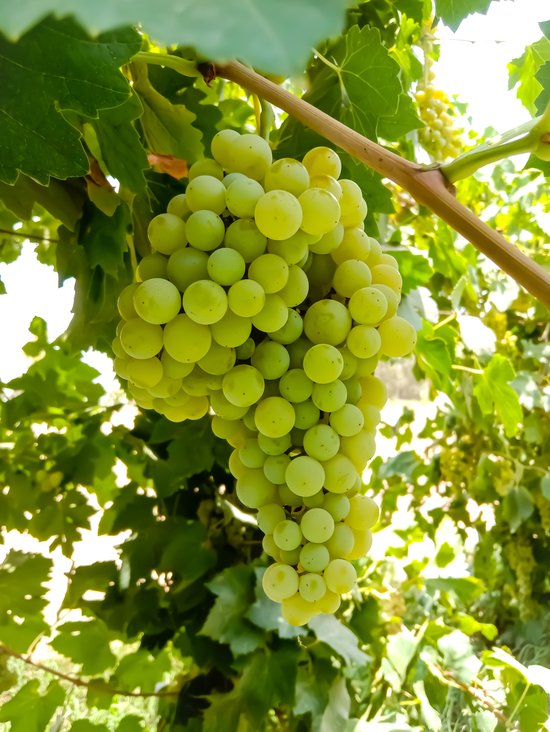 Plant In A Box - Lot De 3 Plants De Raisin Vitis Vinifera Cabernet Franc Pinot Gris Chardonnay - Pot 9cm