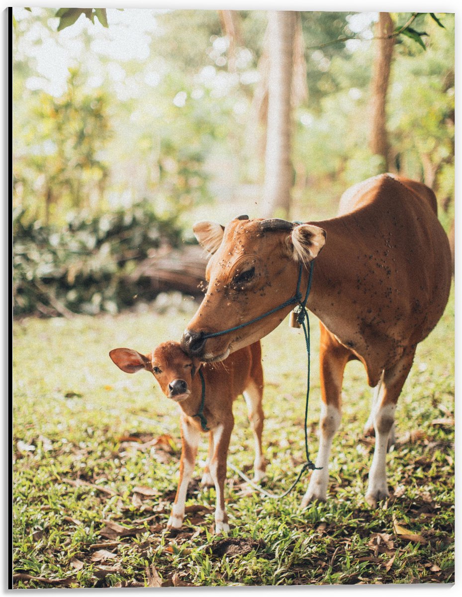 Dibond - Ree met Baby in het Gras van een Bos - 30x40 cm Foto op Aluminium (Met Ophangsysteem)