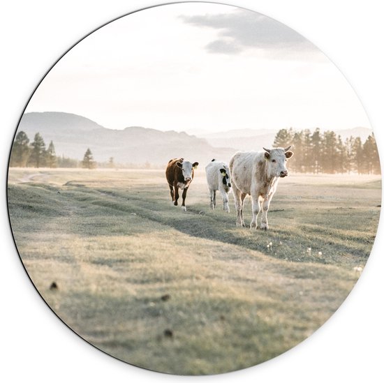 Dibond Muurcirkel - Trio van Koeien Lopend door Gras Landschap onder aan Berg - 70x70 cm Foto op Aluminium Muurcirkel (met ophangsysteem)