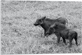 Acrylglas - Duo Zwijntjes in Graslandschap (Zwart- wit) - 75x50 cm Foto op Acrylglas (Wanddecoratie op Acrylaat)