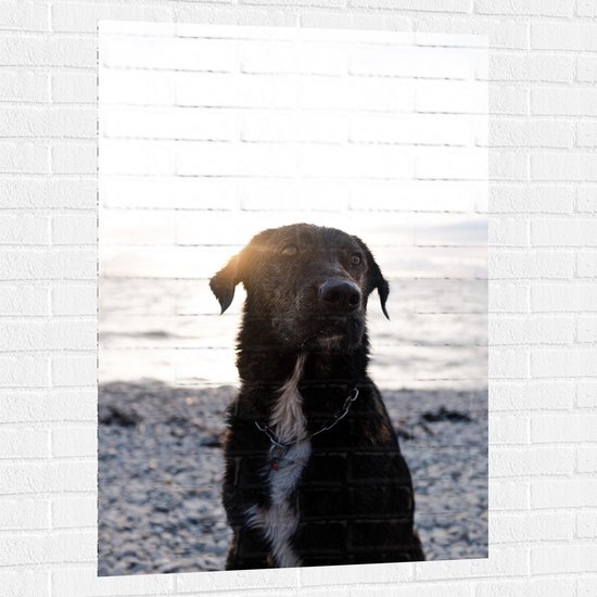 Muursticker - Zwarte Hond met Witte Bef op het Strand bij Avondzon - 80x120 cm Foto op Muursticker