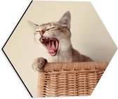 WallClassics - Dibond Hexagon - Gapende Kitten in Rieten Mand - 30x26.1 cm Foto op Hexagon (Met Ophangsysteem)