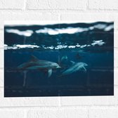 Muursticker - Groep Dolfijnen onder Water - 40x30 cm Foto op Muursticker