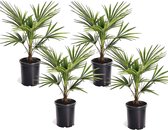 Plant in a Box - Trachycarpus Fortunei - Set van 4 - Winterharde Aziatische Waaierpalmboom - Pot 15cm - Hoogte 35-45cm
