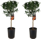 Plant in a Box - Citrus aurantium Tarocco - Set van 2 - Bloedsinaasappel fruitboom - Pot 19cm - Hoogte 90-110cm