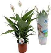 Plant in a Box - Spathiphyllum Lima - Lepelplant - Bloeiende kamerplant - Luchtzuiverend - Pot 17cm - Hoogte 60-75cm